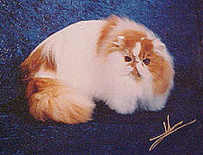 25_Purrty Katz Ring-of-Fire